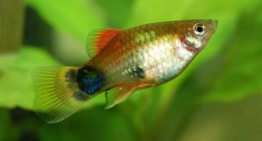 Живо надминаващи аквариумни риби, техния вид и описание